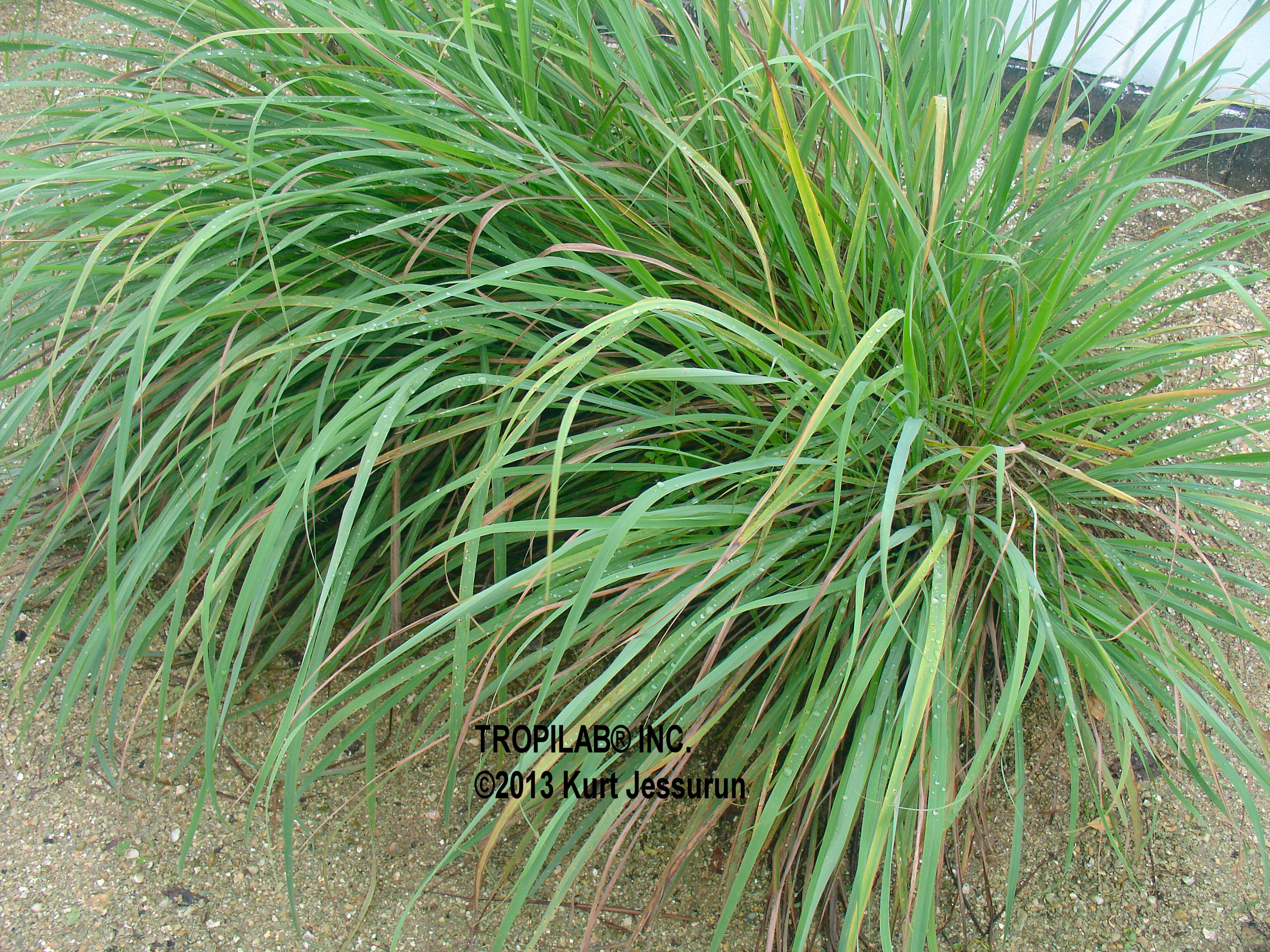 Cymbopogon citratus